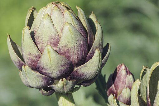 artichoke