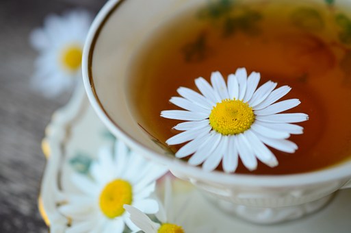 chamomile