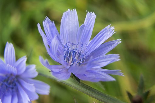 chicory