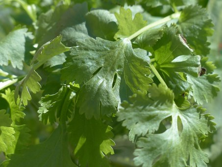 cilantro-oaf