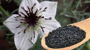 nigella-sativa-plant