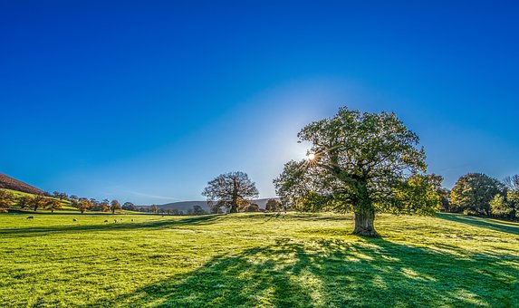 sunshine-trees